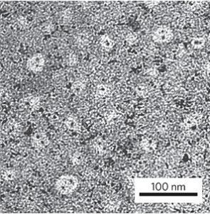 ALCOOL: 2 enzymes dans une nanocapsule pour dessaouler illico – Nature Technology