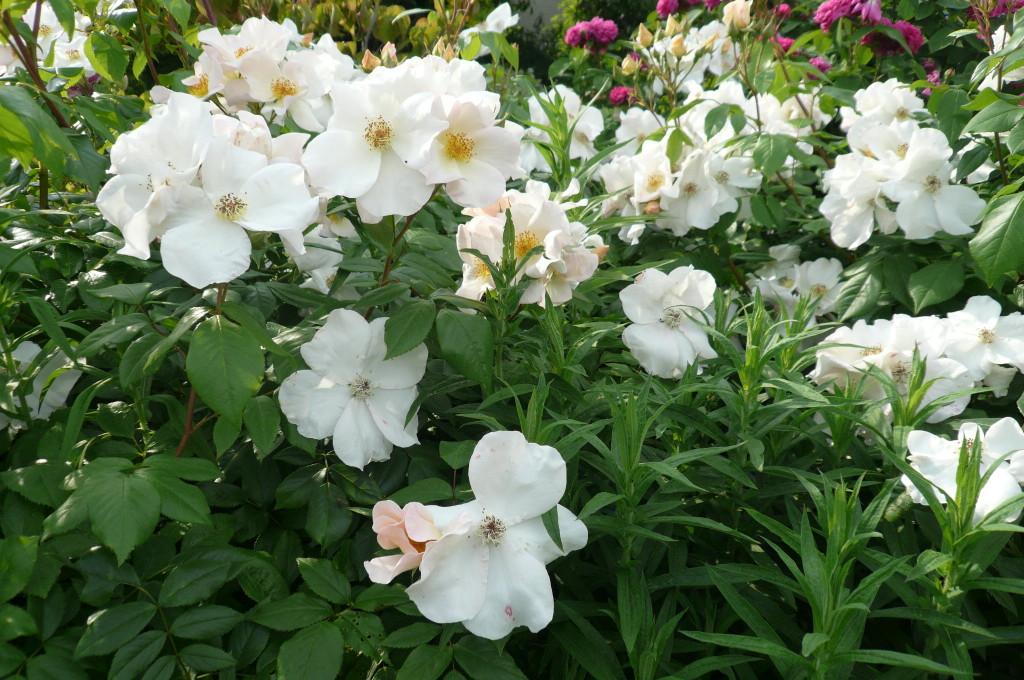 C'est grave Docteur ??