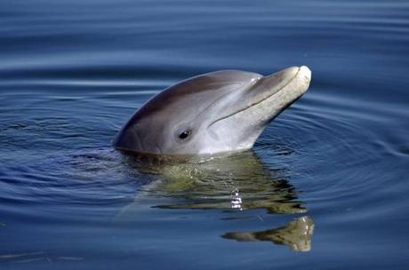 Dolphin Browser sur iPhone et iPad, est encore une fois mieux qu'avant...