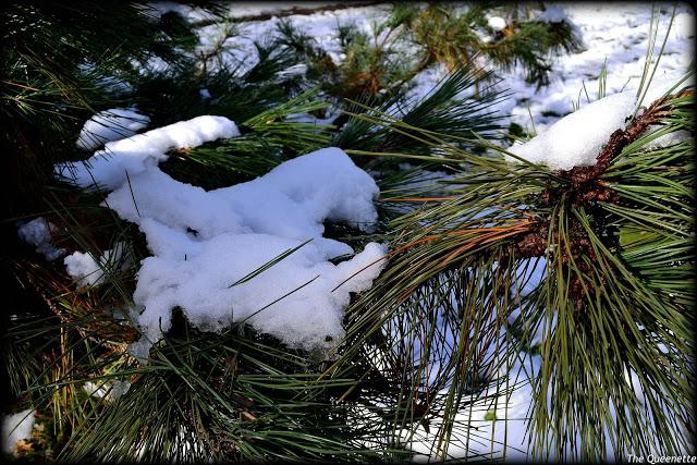 Quand l’hiver piétine l’automne à New York