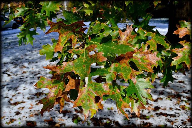 Quand l’hiver piétine l’automne à New York