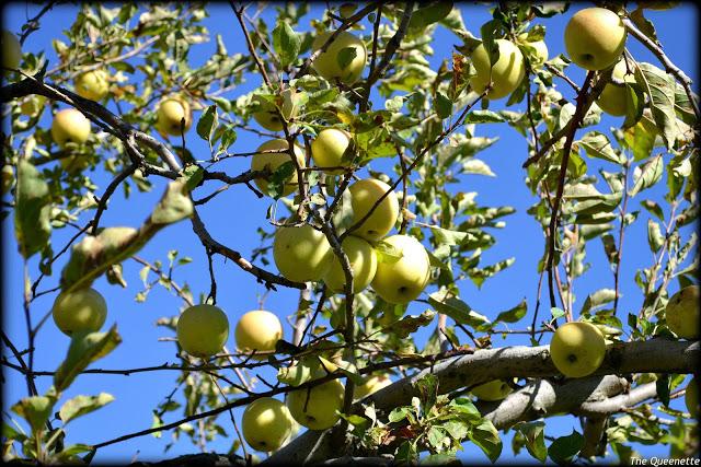 Cueillette de pommes et citrouilles à Westchester, NY
