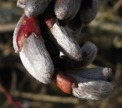 Salix caprea (Saule marsault)