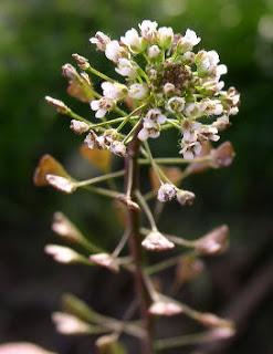 Recette du mardi : bourse à pasteur