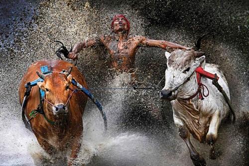 Course de taureaux à Batu Sangkar, Ile de Sumatra, Indonésie. 1er prix catégorie 