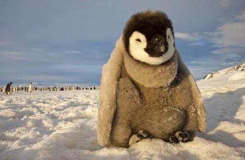 Bébé manchot, Mer de Ross en Antarctique. 1er Prix 