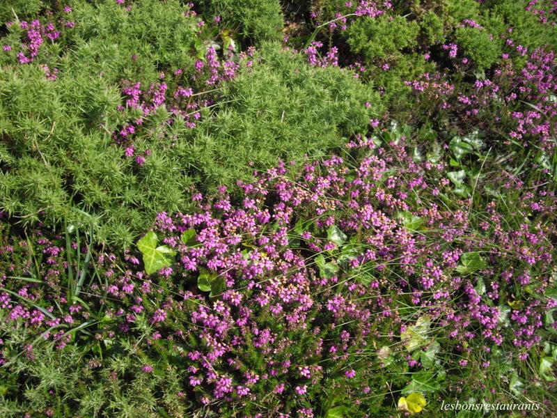 PLOUMANAC'H(22)-Des landes...Des rochers...et Des douaniers
