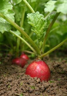 Le radis en toute saison