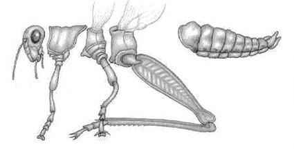 Décomposition des pattes d'un orthoptère