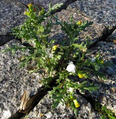 D'amour et d'eau fraîche