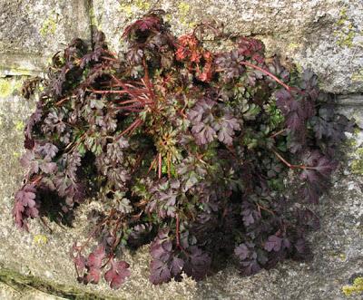 D'amour et d'eau fraîche