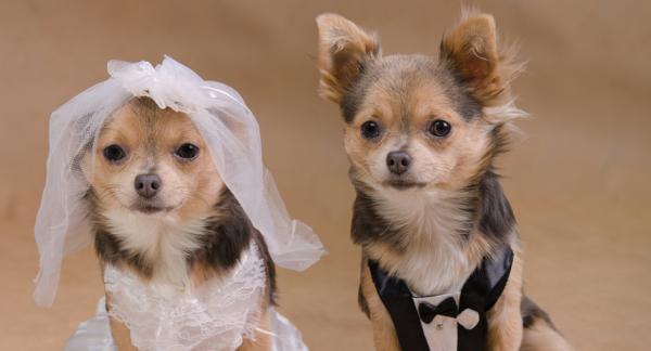 Quand on les voit si amoureux, on ne peut s’empêcher de les marier. Voici donc un jeune couple juste marié qui pose pour les photographes.