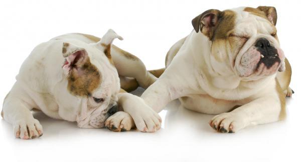 Les chiens aussi peuvent être timides quand leur amoureuse fait preuve d’affection. Au-delà de l’élan pour se renifler et se montrer qu’ils s’apprécient, ils savent faire preuve de gestes tendres.