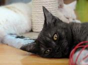 Chat m'étonne pas! allergiques s'abstenir...