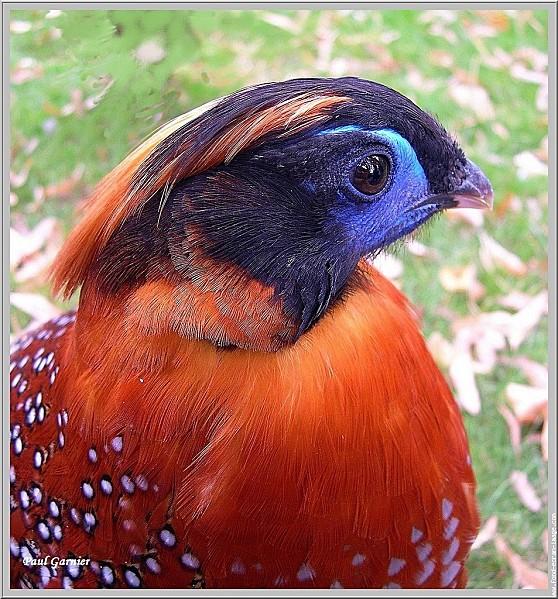 Tragopan.jpg