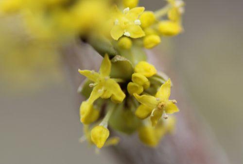 cornus off romi 16 fév 2013 050 (1).jpg