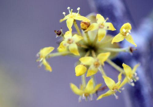 cornus off romi 17 2012 073 (4).jpg