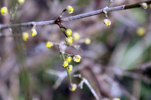 cornus jolico romi 16 fév 2013 026 (2).jpg