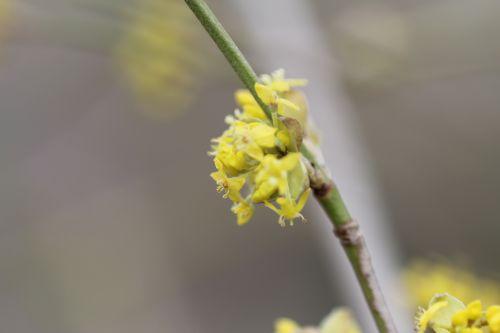 cornus off romi 16 fév 2013 050 (3).jpg