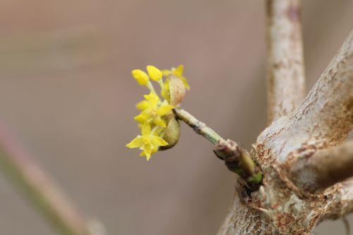 cornus off romi 16 fév 2013 050 (4).jpg