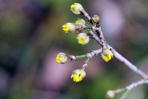 cornus jolico romi 16 fév 2013 026 (1).jpg