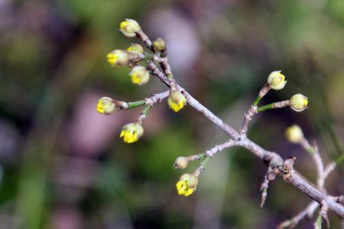 cornus jolico romi 16 fév 2013 026.jpg