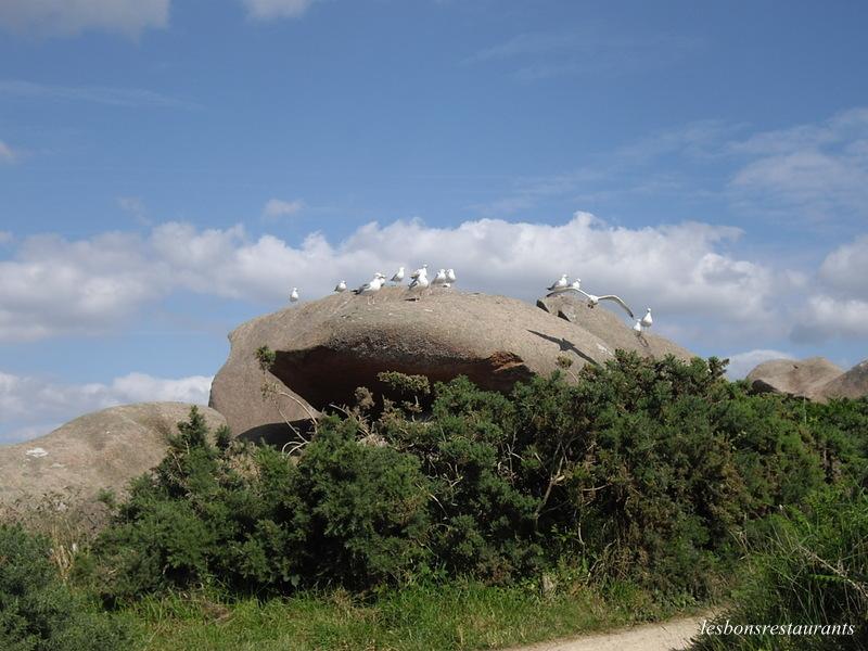 PLOUMANAC'H(22)-Sentiers des douaniers-Sentiers des Oiseaux