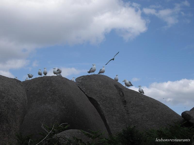 PLOUMANAC'H(22)-Sentiers des douaniers-Sentiers des Oiseaux