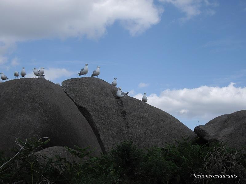 PLOUMANAC'H(22)-Sentiers des douaniers-Sentiers des Oiseaux