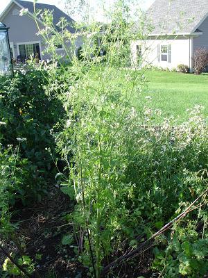 Un petit aperçu de ma passion, mon jardin