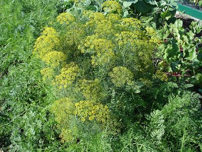 Un petit aperçu de ma passion, mon jardin