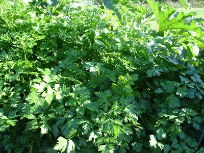 Un petit aperçu de ma passion, mon jardin