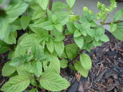 Un petit aperçu de ma passion, mon jardin