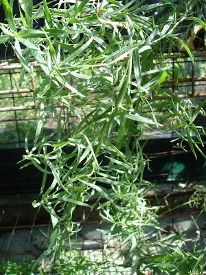 Un petit aperçu de ma passion, mon jardin