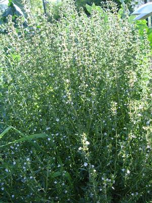 Un petit aperçu de ma passion, mon jardin