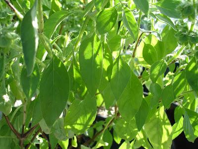 Un petit aperçu de ma passion, mon jardin