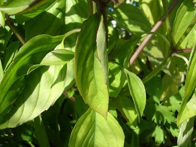 Un petit aperçu de ma passion, mon jardin