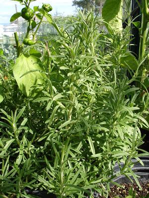 Un petit aperçu de ma passion, mon jardin