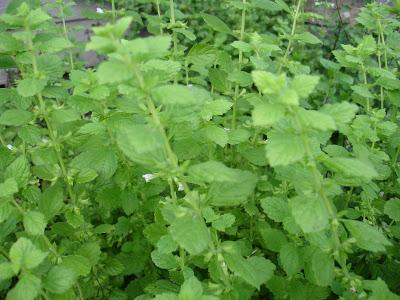 Un petit aperçu de ma passion, mon jardin