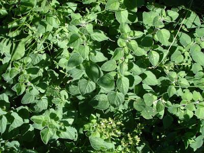 Un petit aperçu de ma passion, mon jardin