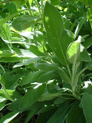 Un petit aperçu de ma passion, mon jardin