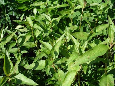 Un petit aperçu de ma passion, mon jardin