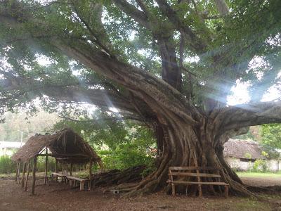Un drole de Tiki au Vanuatu