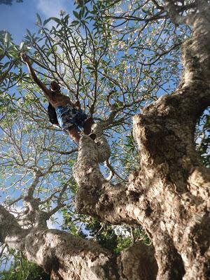Un drole de Tiki au Vanuatu