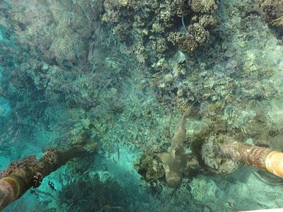 Tuamotu, paradis turquoise et requins...