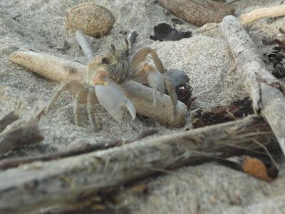 Camping sauvage à Nuku Hiva