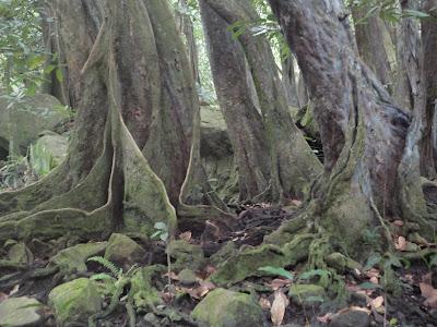 Camping sauvage à Nuku Hiva