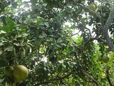 Camping sauvage à Nuku Hiva