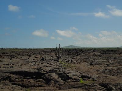 Galapagos : un bestiaire onéreux