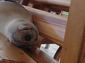 Galapagos bestiaire onéreux